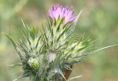 Carduus tenuiflorus