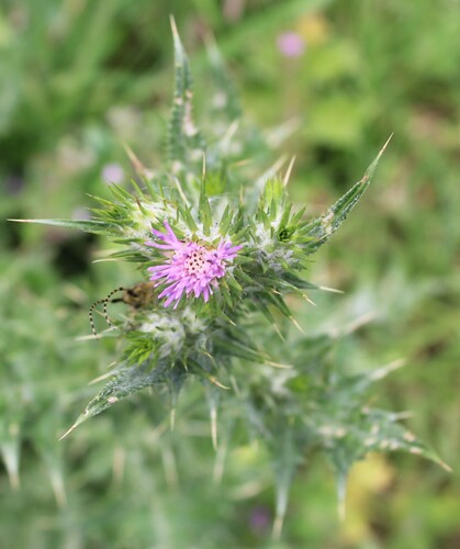 Carduus tenuiflorus, photograph 2