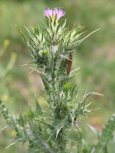 Carduus tenuiflorus, photograph 1