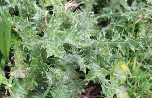 Carduus tenuiflorus, photograph 3