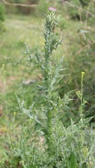 Carduus tenuiflorus, photograph (c) Lídia Carrera, some rights reserved (CC BY)