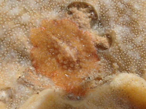 Thysanozoon tentaculatum observed 2026-07-31