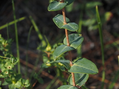 (c) carter, some rights reserved (CC BY) Hypericum myrtifolium, photograph (c) carter, some rights reserved (CC BY)
