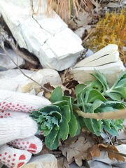 Hylotelephium caucasicum