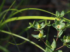Hypericum myrtifolium