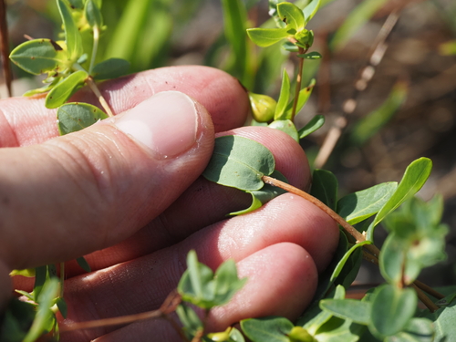 Hypericum myrtifolium, photograph 2