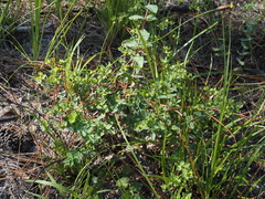 (c) carter, some rights reserved (CC BY) Hypericum myrtifolium, photograph (c) carter, some rights reserved (CC BY)