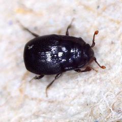Plegaderus vulneratus