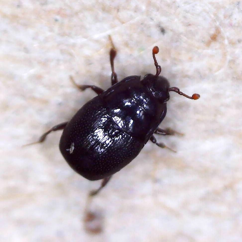 Plegaderus vulneratus