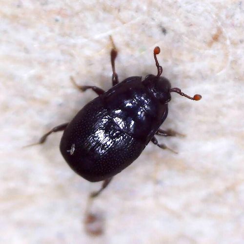 Plegaderus vulneratus