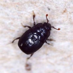 Plegaderus vulneratus