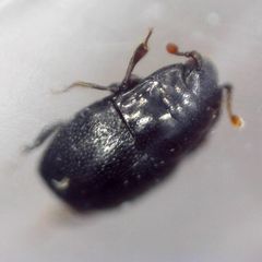 Plegaderus vulneratus