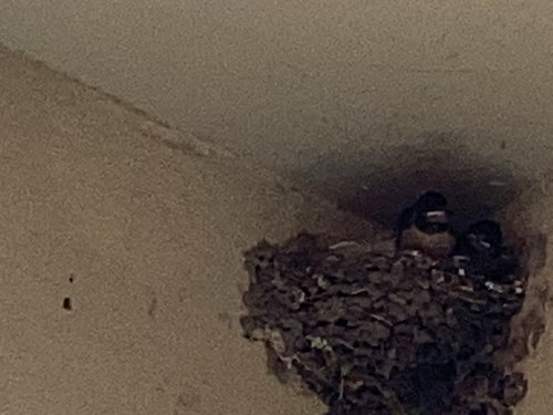 Barn Swallow
