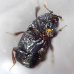 Plegaderus vulneratus