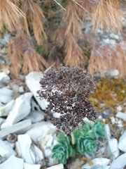 Hylotelephium caucasicum