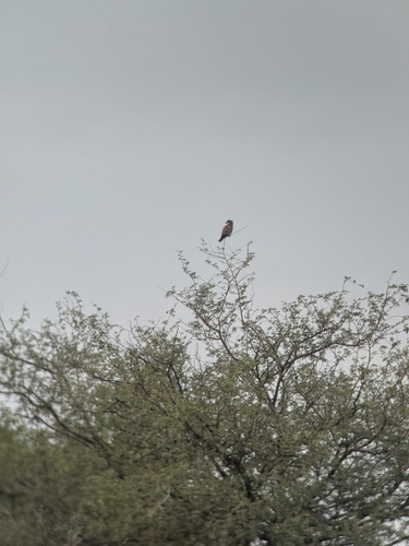 European Roller