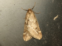 Alsophila aescularia