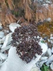 Hylotelephium caucasicum