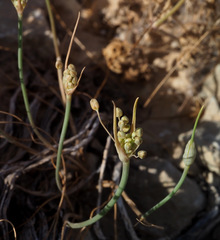Allium decaisnei