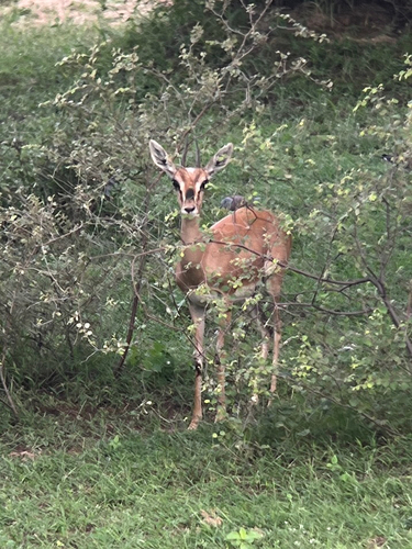 Indian Gazelle