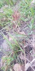 Eragrostis patens
