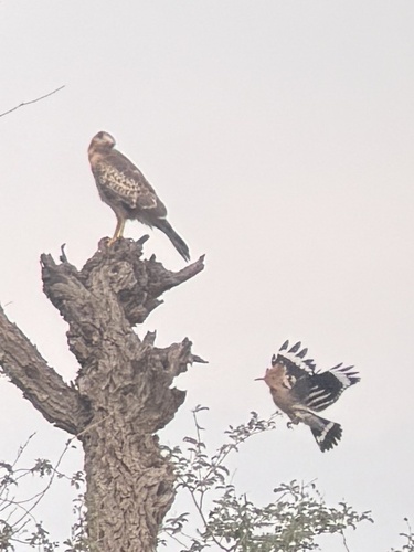 Common Hoopoe