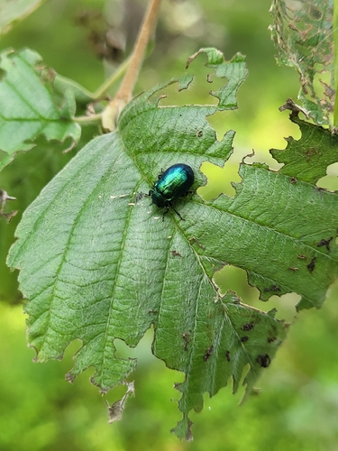 Plagiosterna aenea