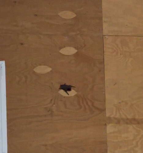 iNaturalist observation photo of Vespertilionoid Bats