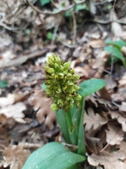 Orchis punctulata