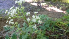 Anthriscus sylvestris