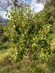 Daphnopsis caracasana