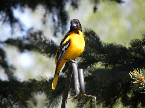 Turpial de Baltimore (Icterus galbula)