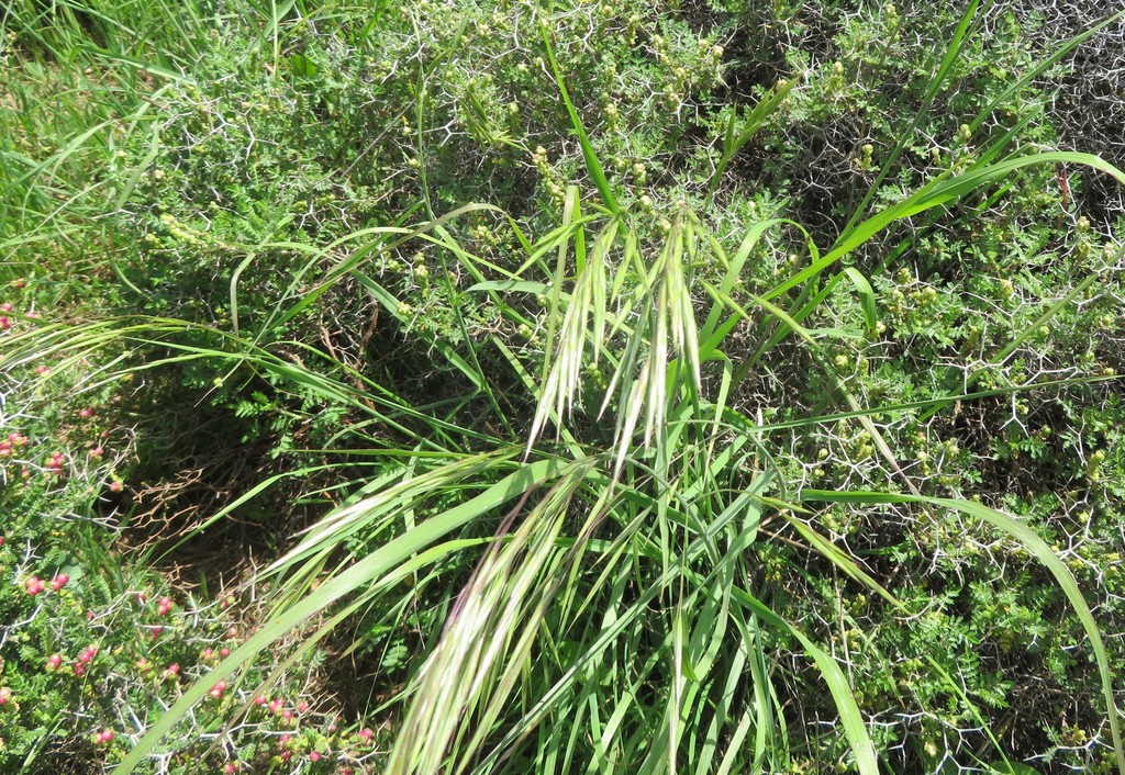 Bromus syriacus