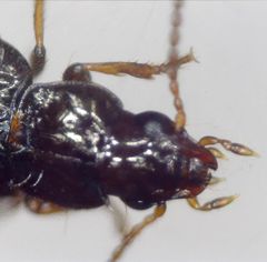 Bradycellus ruficollis