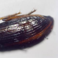 Bradycellus ruficollis