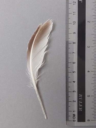 Plume de Mouette mélanocéphale