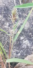 Eragrostis patens