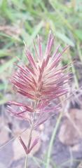 Eragrostis patens