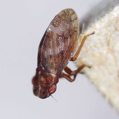 Ulopa reticulata