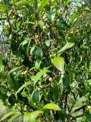 Daphnopsis caracasana