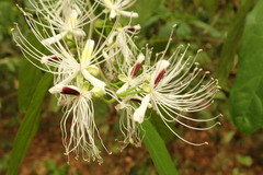 Capparis micracantha