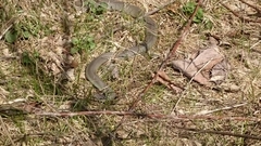 Coluber constrictor foxii