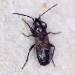 Macrodema microptera