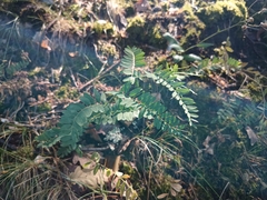 Vicia cassubica