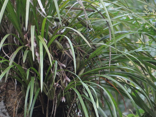 Cymbidium dayanum, photograph 6