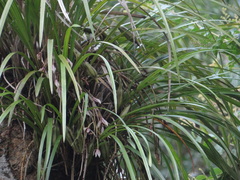Cymbidium dayanum, photograph (c) 呂一起(Lyu yi-chi), some rights reserved (CC BY)