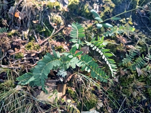 Vicia cassubica, photograph 2