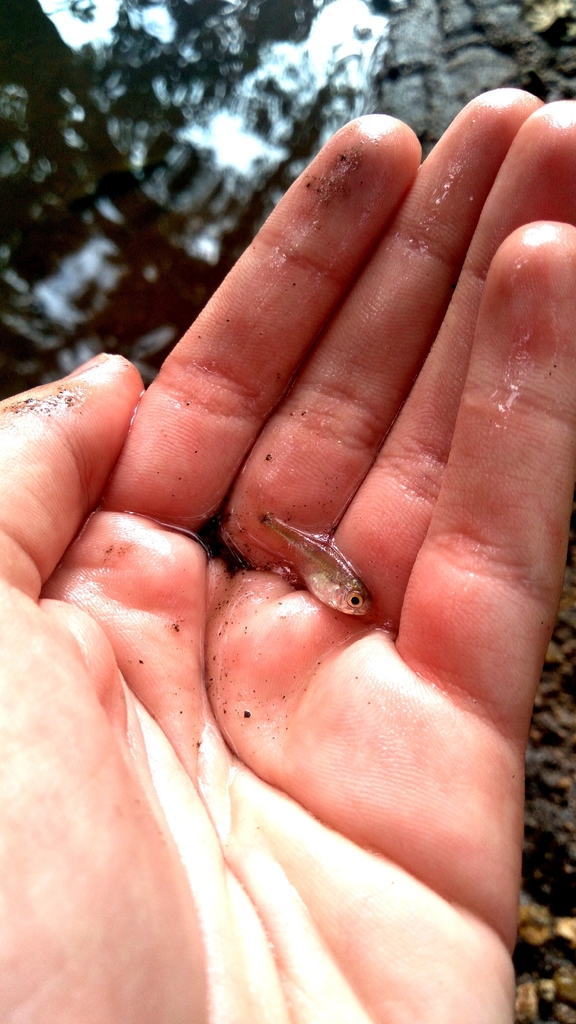 Giant Mini Tetra