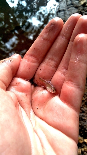 Giant Mini Tetra