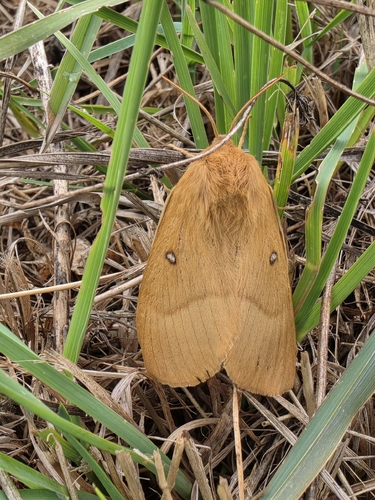 Oak Eggar